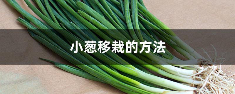 小葱移栽的方法 小葱移栽的方法