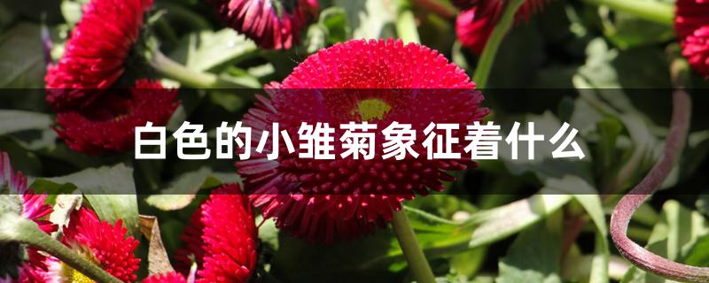 白色的小雏菊象征着什么 白色的小雏菊象征着什么