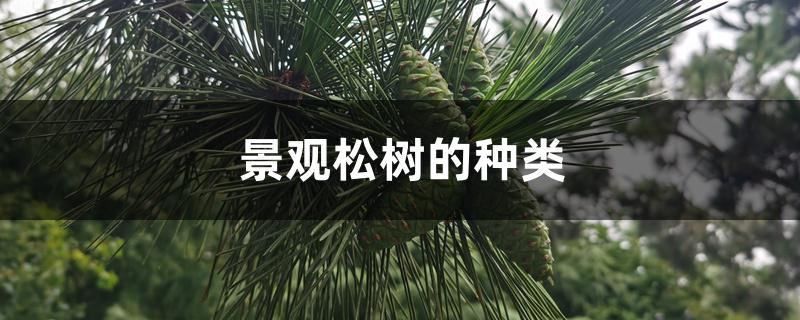 景观松树的种类 景观松树的种类