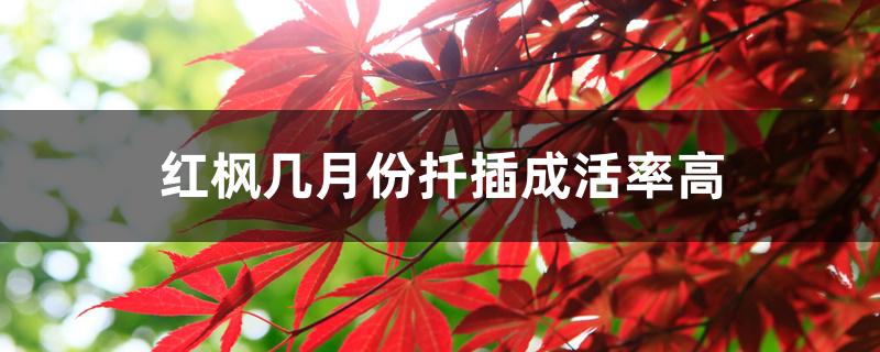 红枫几月份扦插成活率高 红枫几月份扦插成活率高
