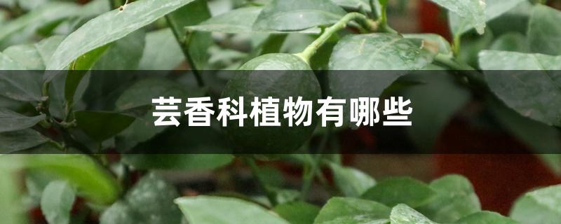 芸香科植物有哪些 芸香科植物有哪些
