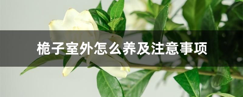 栀子室外怎么养及注意事项 栀子室外怎么养及注意事项