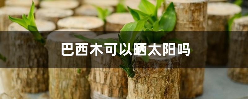 巴西木可以晒太阳吗 巴西木可以晒太阳吗