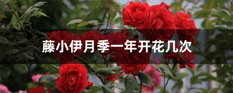 藤小伊月季一年开花几次 藤小伊月季一年开花几次