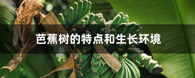 芭蕉树的特点和生长环境 芭蕉树的特点和生长环境