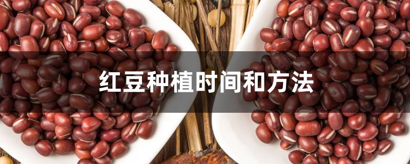 红豆种植时间和方法 红豆种植时间和方法