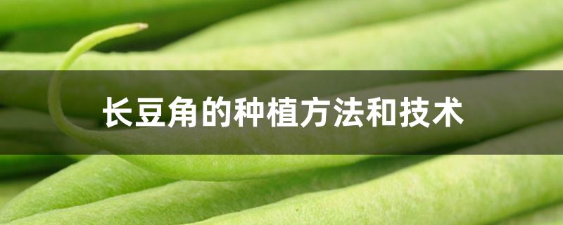 长豆角的种植方法和技术 长豆角的种植方法和技术