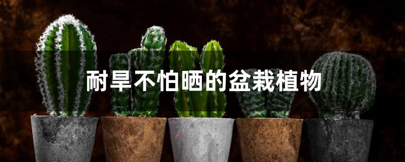 耐旱不怕晒的盆栽植物 耐旱不怕晒的盆栽植物