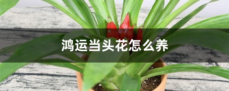 鸿运当头花怎么养 鸿运当头花怎么养