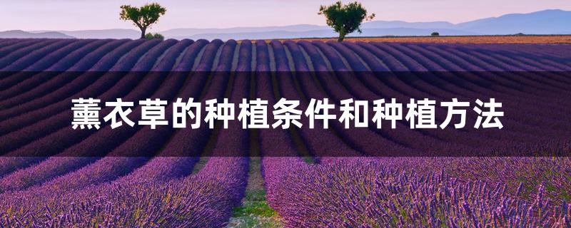 薰衣草的种植条件和种植方法 薰衣草的种植条件和种植方法
