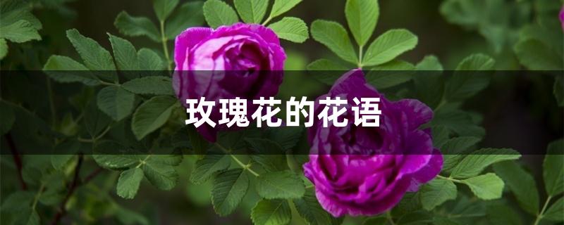玫瑰花的花语 玫瑰花的花语