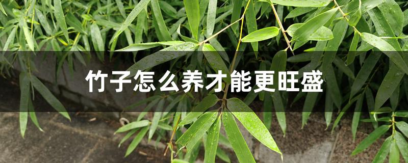 竹子怎么养才能更旺盛 竹子怎么养才能更旺盛