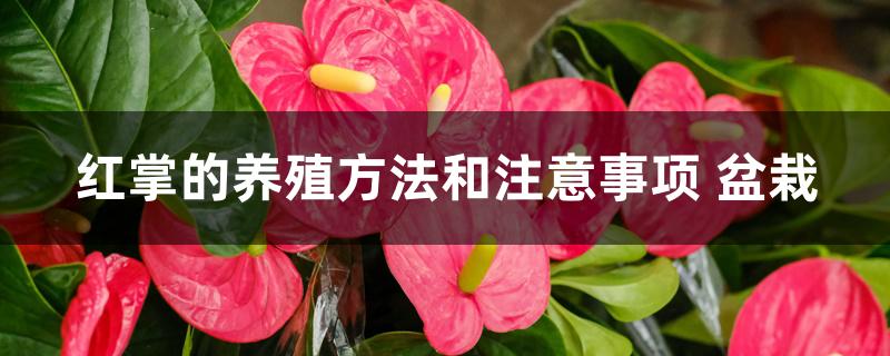 红掌的养殖方法和注意事项盆栽 红掌的养殖方法和注意事项盆栽