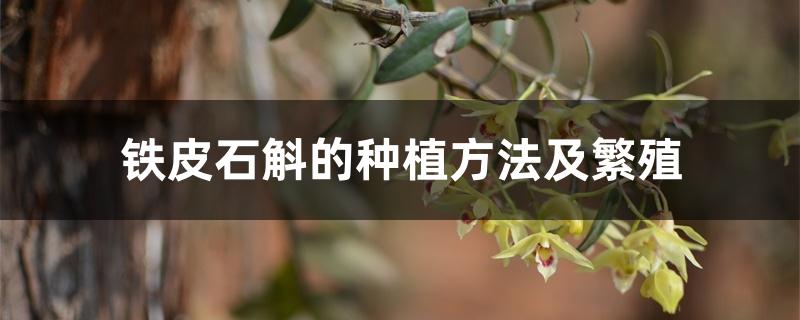 铁皮石斛的种植方法及繁殖 铁皮石斛的种植方法及繁殖