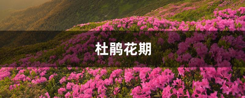 杜鹃花期 杜鹃花期
