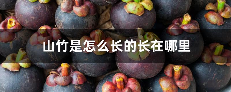 山竹是怎么长的长在哪里 山竹是怎么长的长在哪里