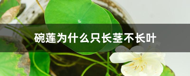 碗莲为什么只长茎不长叶 碗莲为什么只长茎不长叶