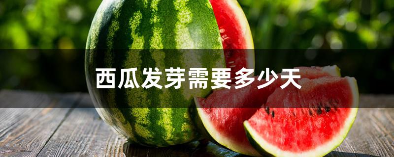 西瓜发芽需要多少天 西瓜发芽需要多少天