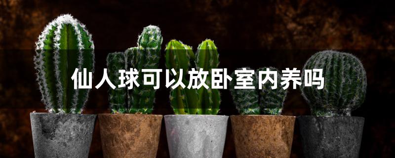 仙人球可以放卧室内养吗
