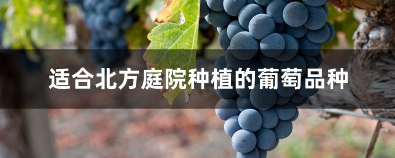 适合北方庭院种植的葡萄品种