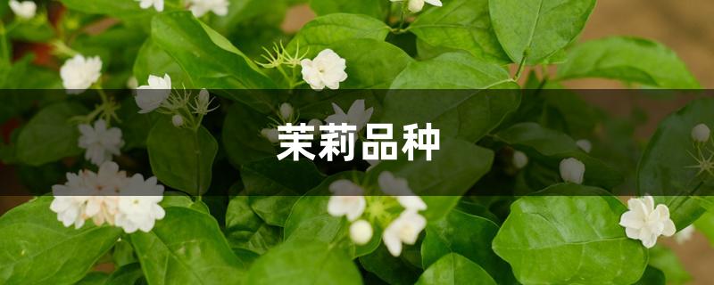 茉莉品种 茉莉品种