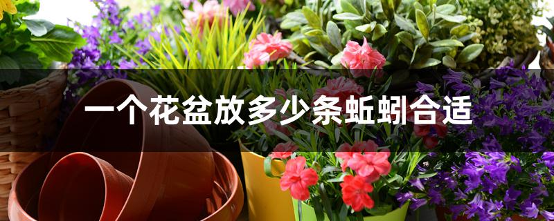 一个花盆放多少条蚯蚓合适