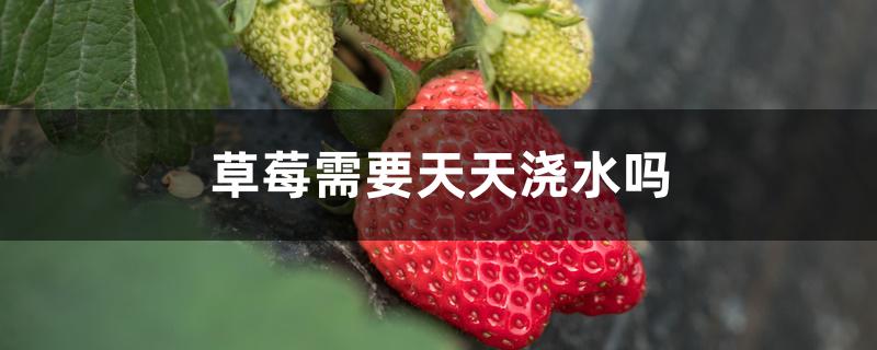 草莓需要天天浇水吗 草莓需要天天浇水吗