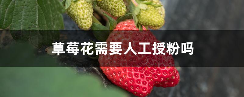 草莓花需要人工授粉吗 草莓花需要人工授粉吗