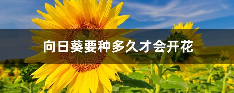 向日葵要种多久才会开花 向日葵要种多久才会开花