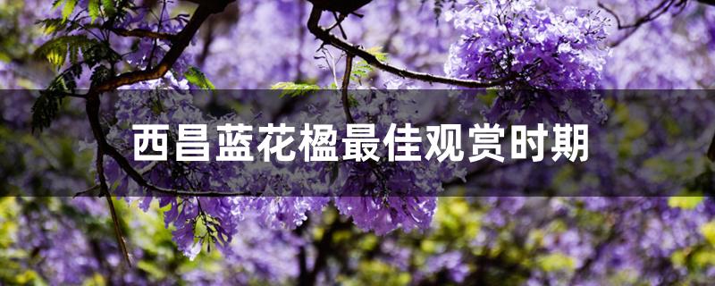 西昌蓝花楹最佳观赏时期 西昌蓝花楹最佳观赏时期