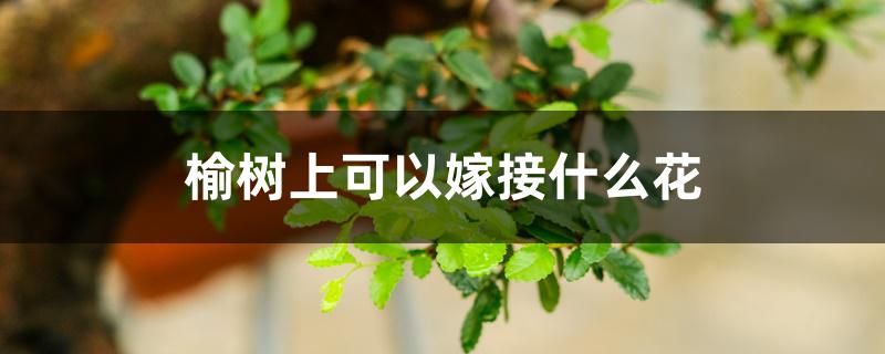 榆树上可以嫁接什么花 榆树上可以嫁接什么花