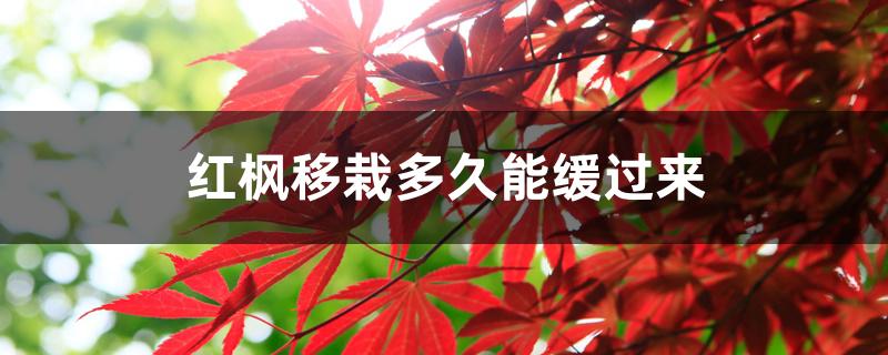 红枫移栽多久能缓过来 红枫移栽多久能缓过来