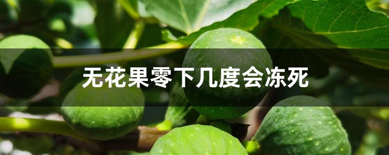 无花果零下几度会冻死 无花果零下几度会冻死