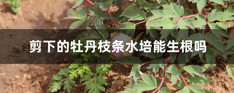 剪下的牡丹枝条水培能生根吗 剪下的牡丹枝条水培能生根吗