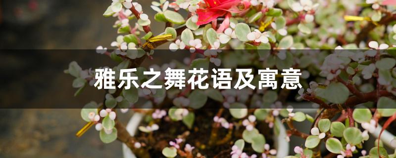 雅乐之舞花语及寓意 雅乐之舞花语及寓意