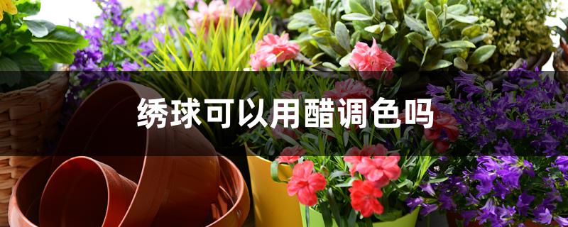绣球可以用醋调色吗 绣球可以用醋调色吗
