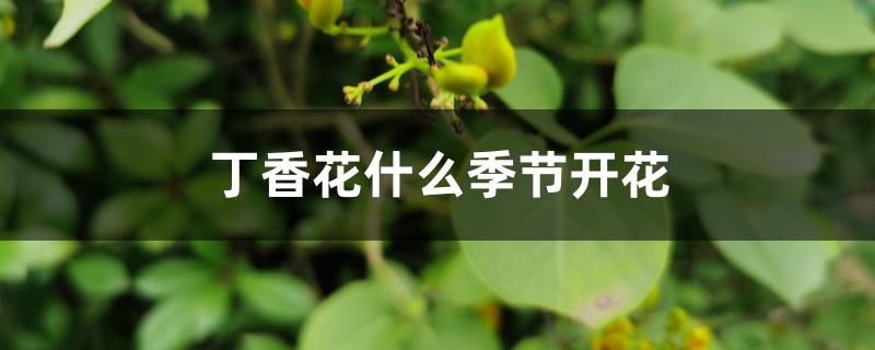 丁香花什么季节开花 丁香花什么季节开花