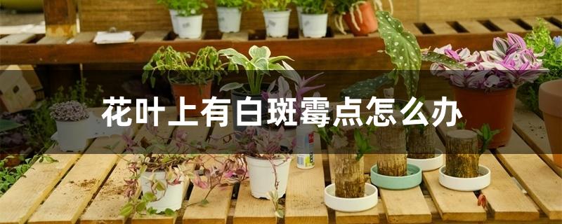 花叶上有白斑霉点怎么办 花叶上有白斑霉点怎么办