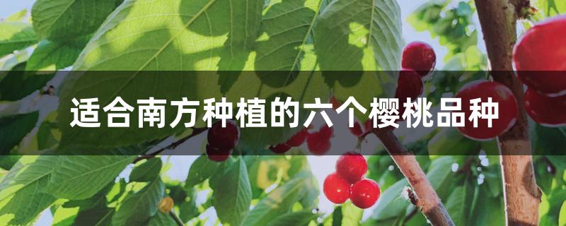 适合南方种植的六个樱桃品种 适合南方种植的六个樱桃品种