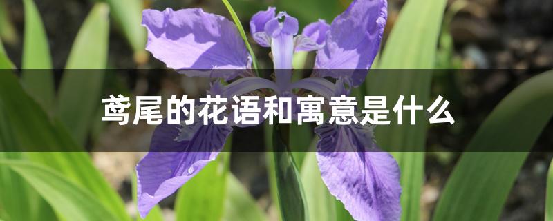 鸢尾的花语和寓意是什么 鸢尾的花语和寓意是什么
