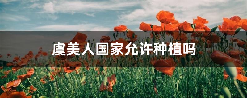 虞美人国家允许种植吗 虞美人国家允许种植吗