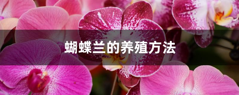 蝴蝶兰的养殖方法 蝴蝶兰的养殖方法