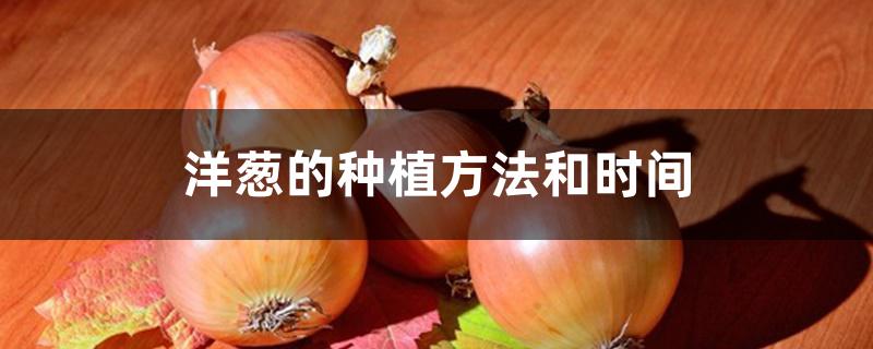 洋葱的种植方法和时间 洋葱的种植方法和时间