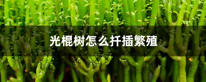 光棍树怎么扦插繁殖 光棍树怎么扦插繁殖