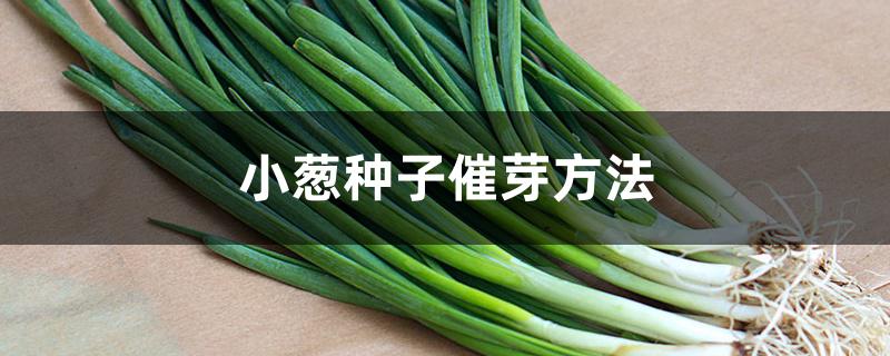 小葱种子催芽方法 小葱种子催芽方法