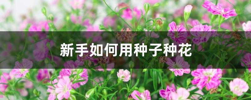 新手如何用种子种花 新手如何用种子种花