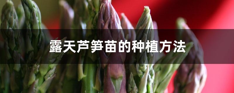 露天芦笋苗的种植方法 露天芦笋苗的种植方法