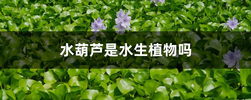 水葫芦是水生植物吗 水葫芦是水生植物吗