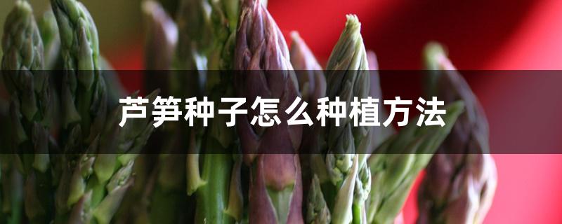 芦笋种子怎么种植方法 芦笋种子怎么种植方法