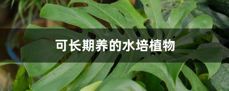可长期养的水培植物 可长期养的水培植物